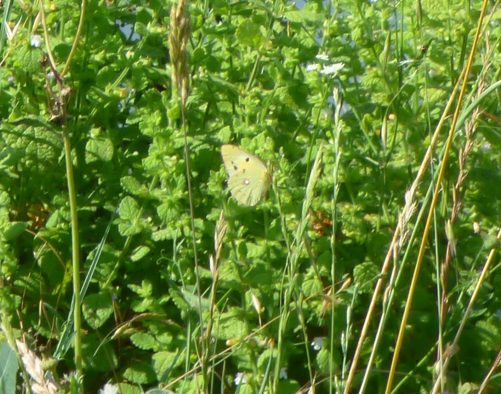 Colias crocea f. helice, femmina